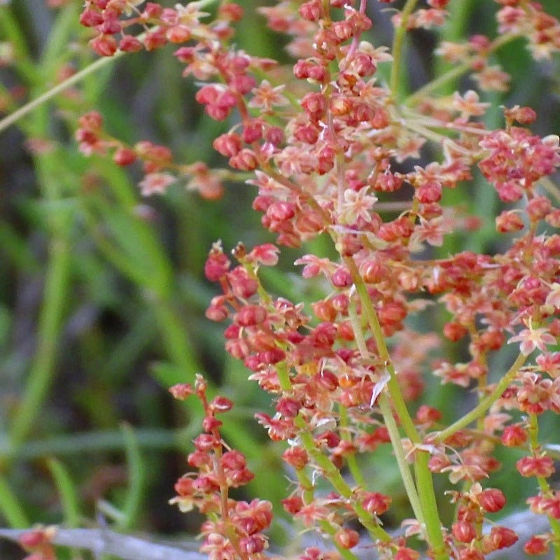 Field Sorrel Sour Herb Flower Seeds