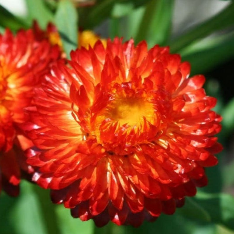 Fire Ball Strawflower Seeds