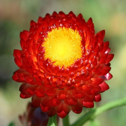 Fire Ball Strawflower Seeds