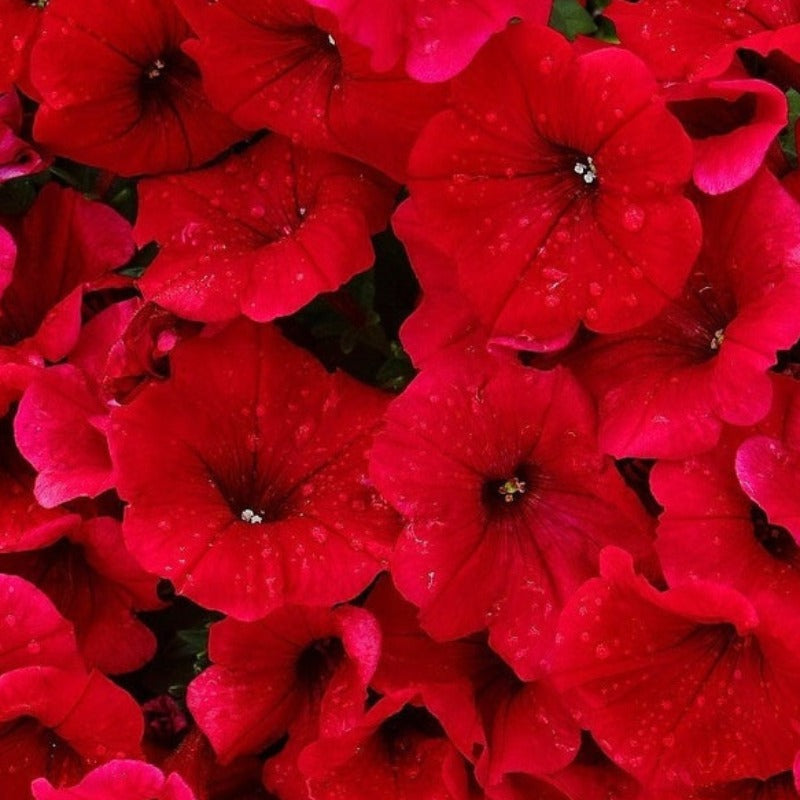 Fire Chief Petunia Flower Seeds