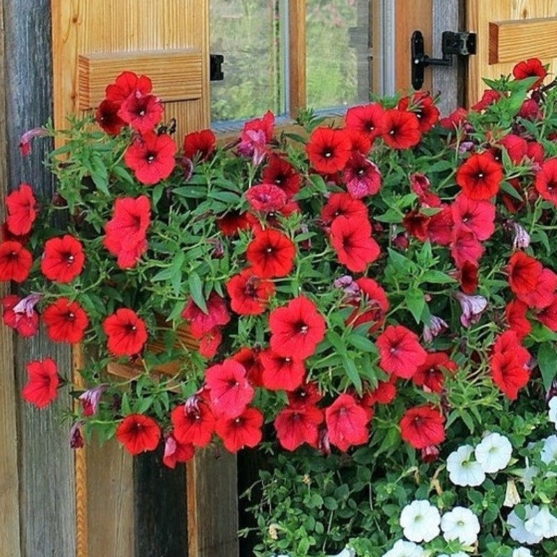 Fire Chief Petunia Flower Seeds