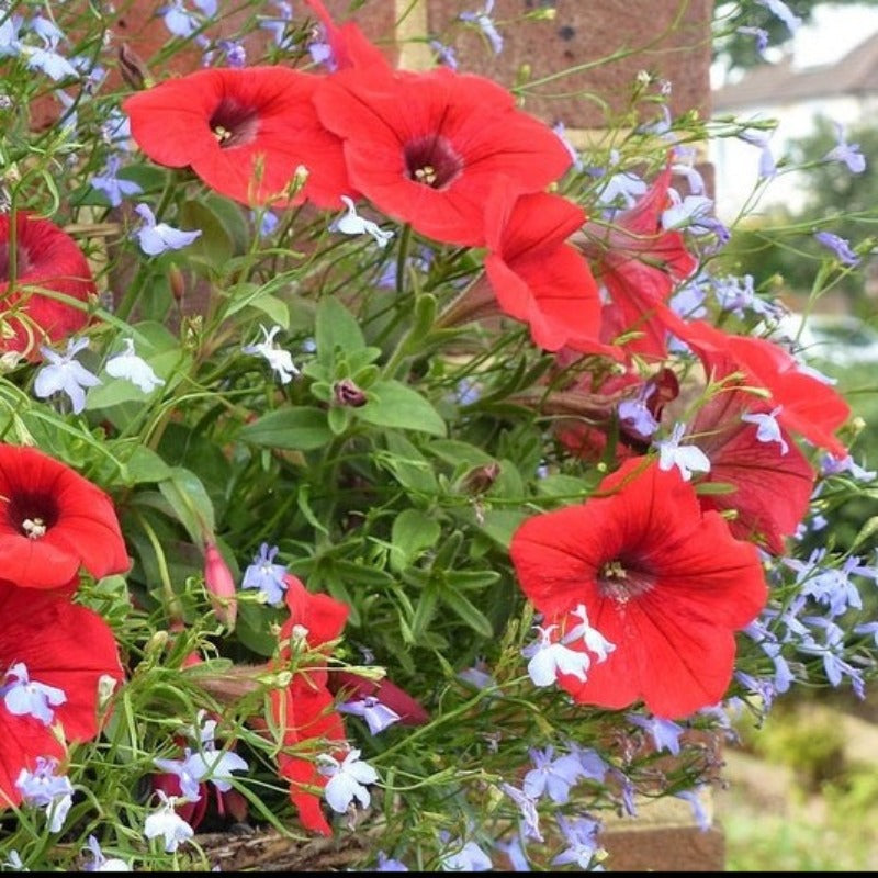 Fire Chief Petunia Flower Seeds