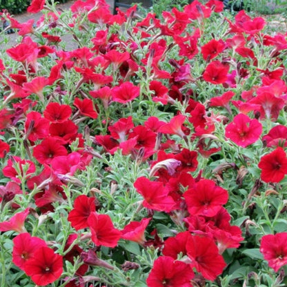 Fire Chief Petunia Flower Seeds