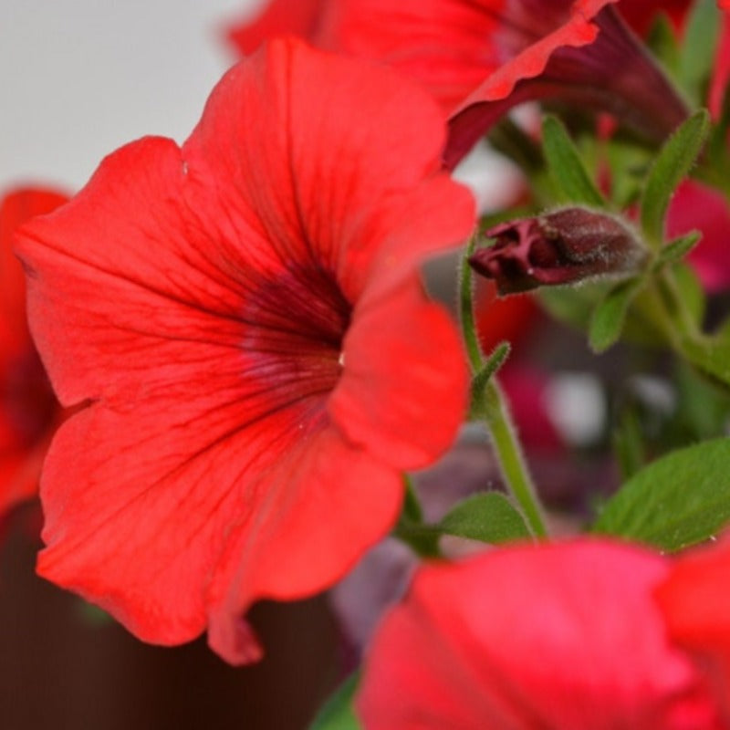 Fire Chief Petunia Flower Seeds