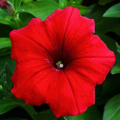 Fire Chief Petunia Flower Seeds