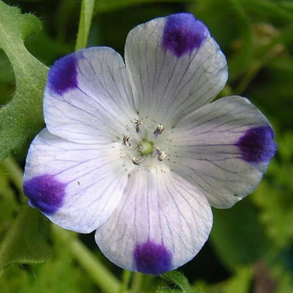 Five Spot Flower Seeds