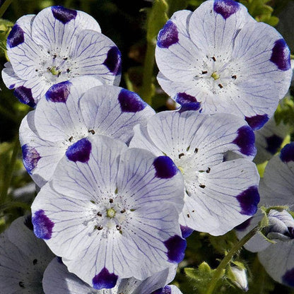 Five Spot Flower Seeds