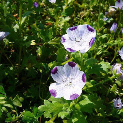 Five Spot Flower Seeds