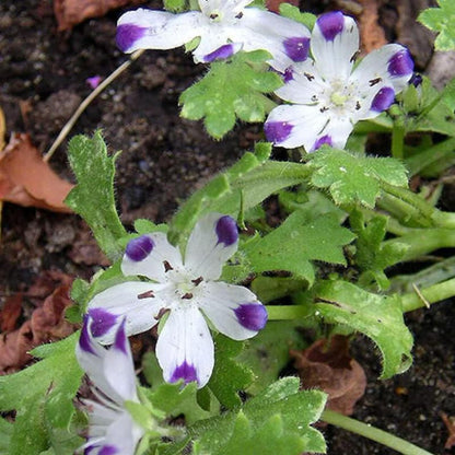 Five Spot Flower Seeds