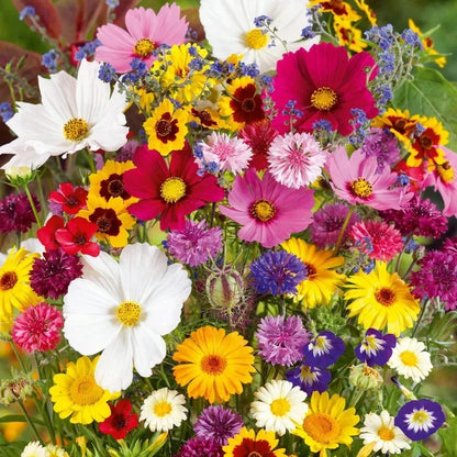 Premium Flower Seeds Package