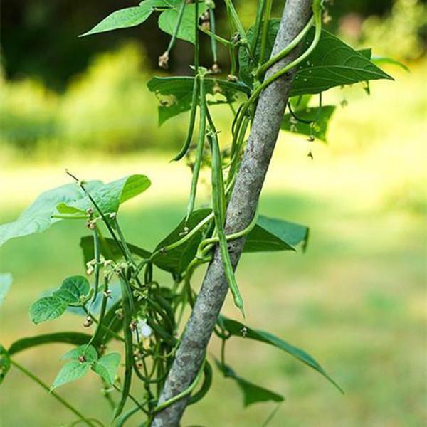 Fortex Pole Bean Seeds