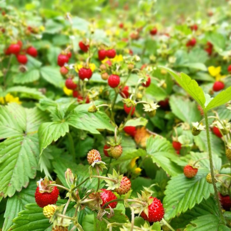 Fragaria Vesca Alexandria Fruit Seeds