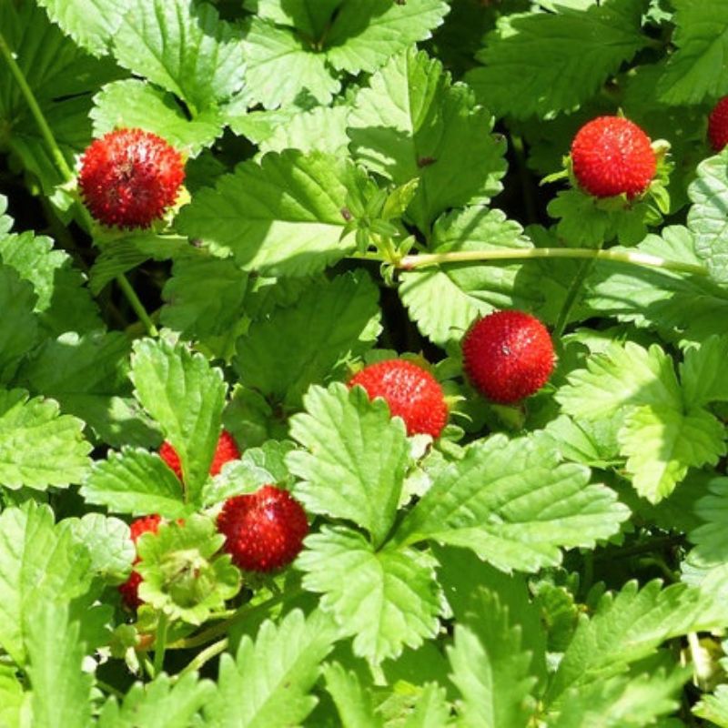 Fragaria Vesca Alexandria Fruit Seeds