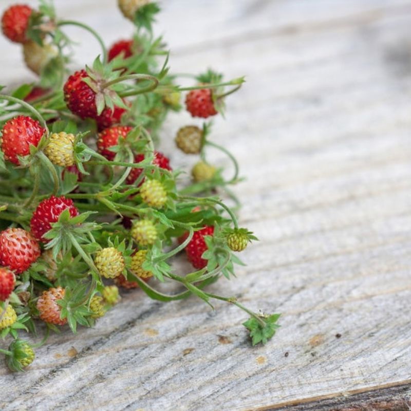 Fragaria Vesca Alexandria Fruit Seeds