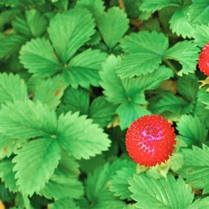 Fragaria Vesca Alexandria Fruit Seeds