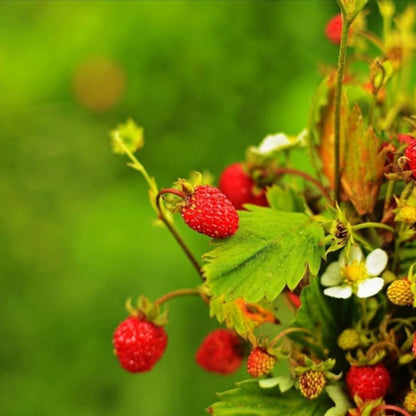 Fragaria Vesca Alexandria Fruit Seeds