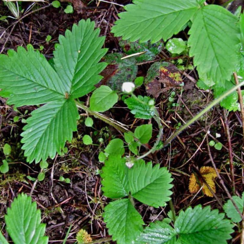 Fragaria Vesca Baron Solemacher Fruit Seeds