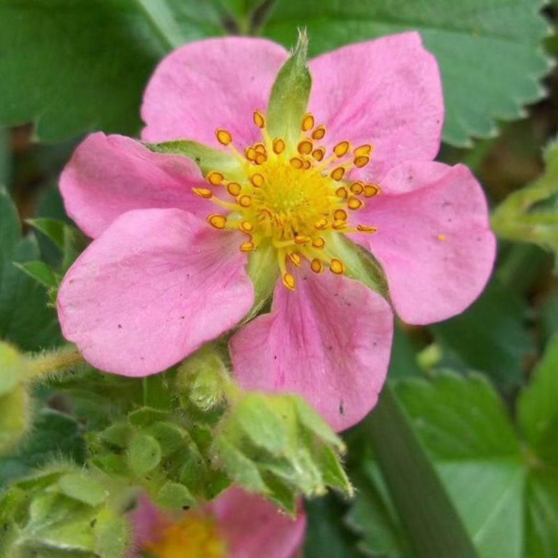 Fragaria Vesca Baron Solemacher Fruit Seeds