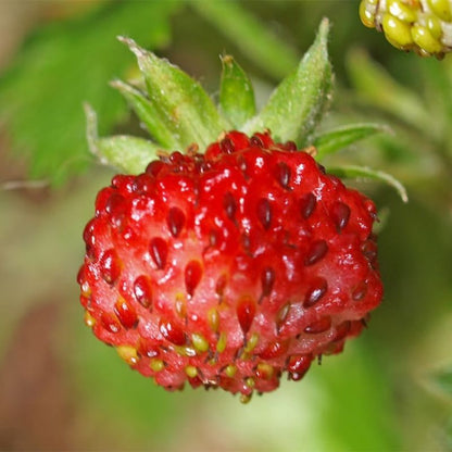 Fragaria Vesca Baron Solemacher Fruit Seeds