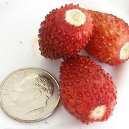 Fragaria Vesca Baron Solemacher Fruit Seeds