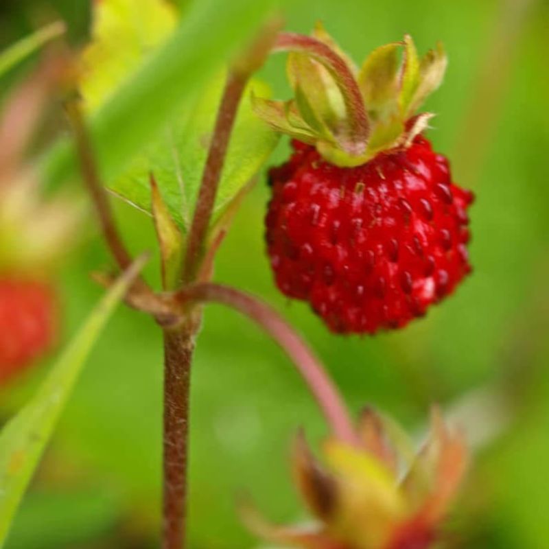 Fragaria Vesca Baron Solemacher Fruit Seeds