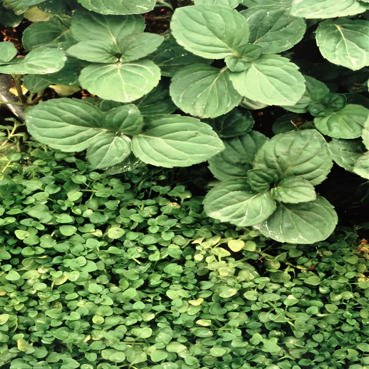 Fragrant Ground Cover Flower Seeds