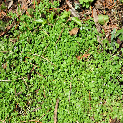 Fragrant Ground Cover Flower Seeds