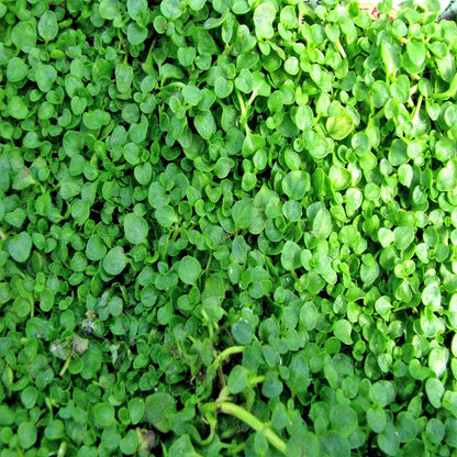 Fragrant Ground Cover Flower Seeds