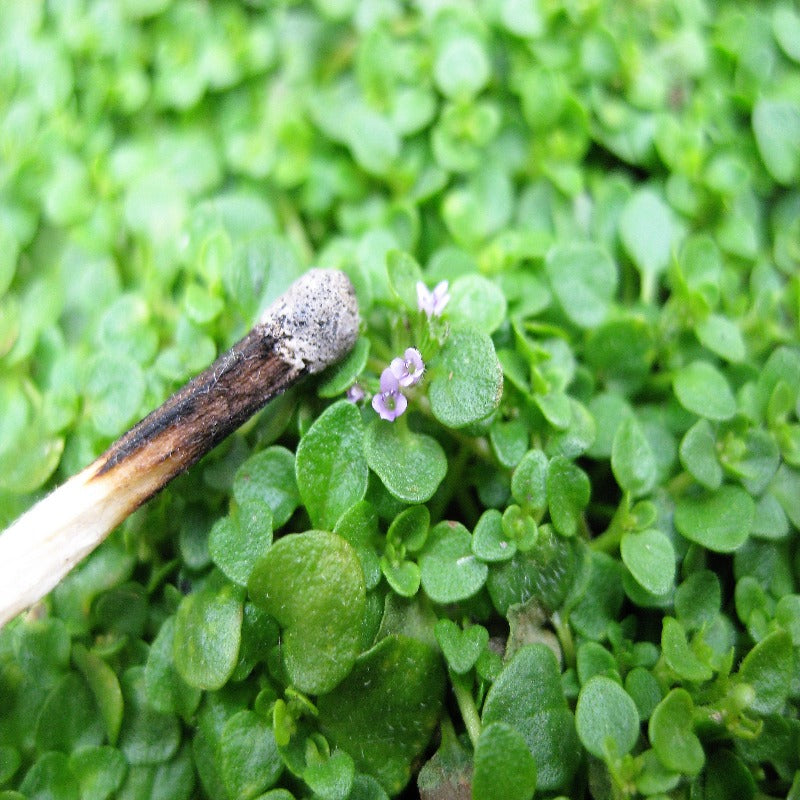 Fragrant Ground Cover Flower Seeds