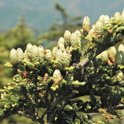 Fraser Fir Trees Seeds