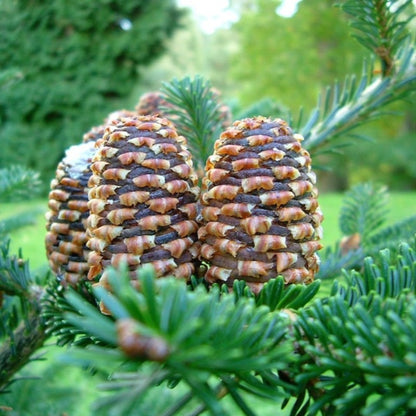 Fraser Fir Trees Seeds