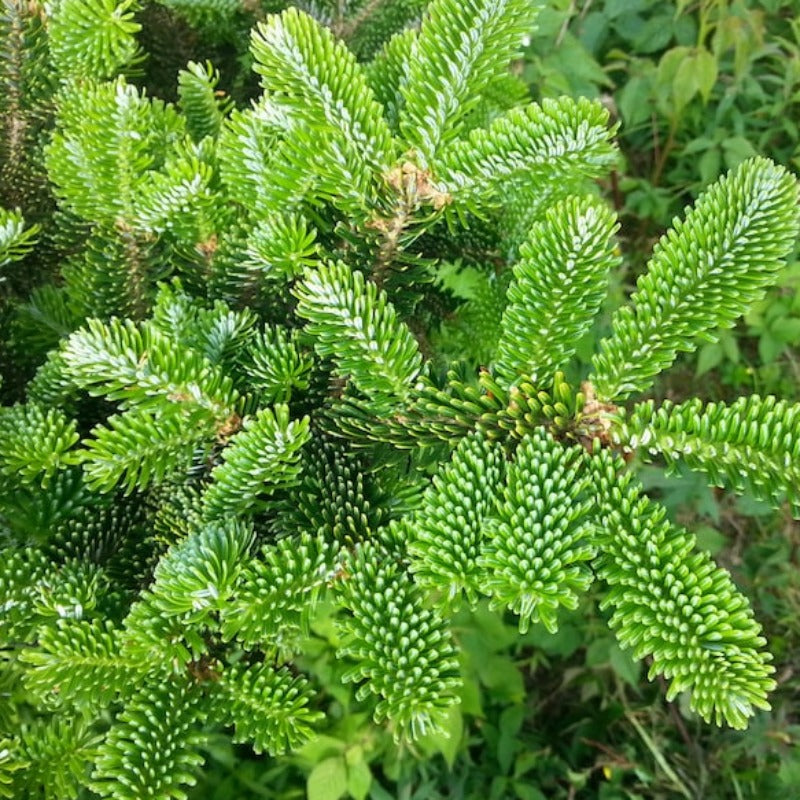 Fraser Fir Trees Seeds