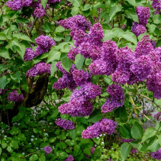 French Flower Shrub Bush Seeds