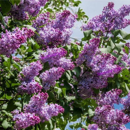 French Flower Shrub Bush Seeds