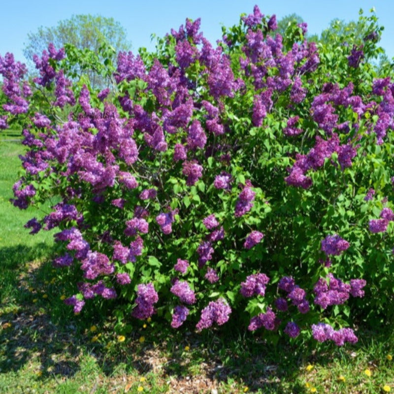 French Flower Shrub Bush Seeds