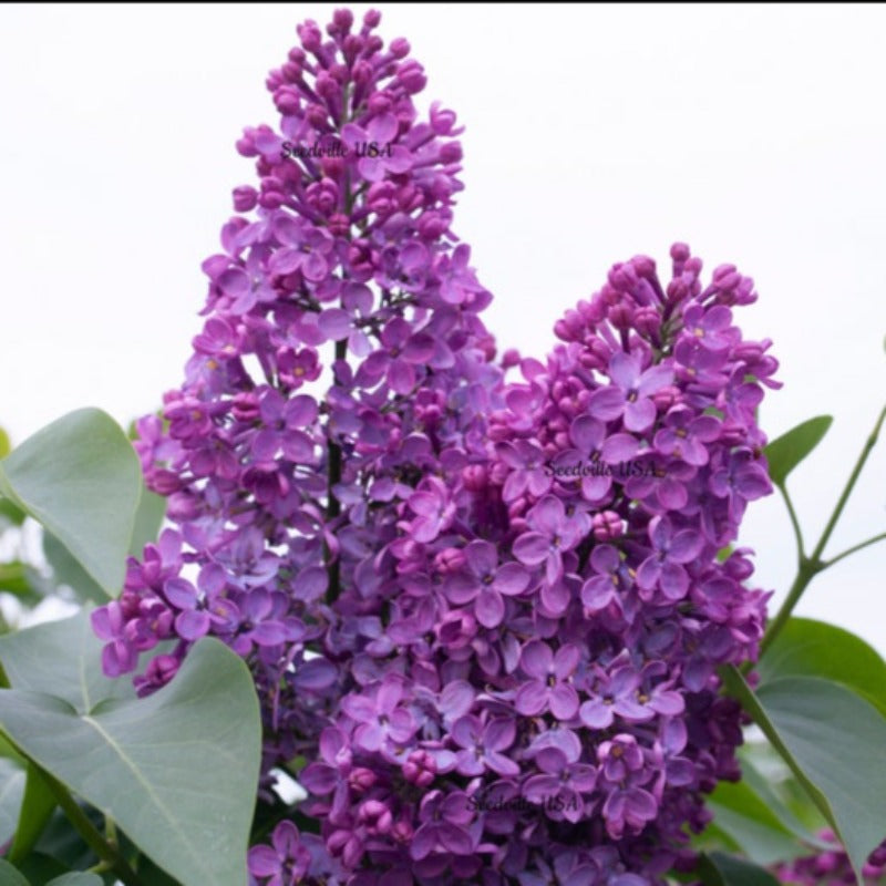 French Flower Shrub Bush Seeds