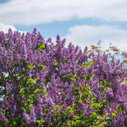 French Flower Shrub Bush Seeds