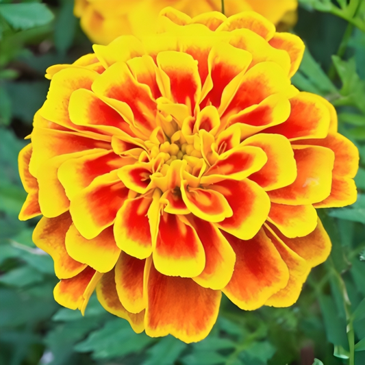 French Marigold Sparky Flower Seeds