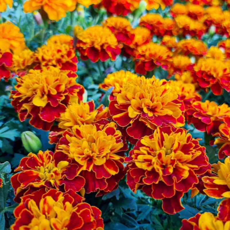 French Marigold Sparky Flower Seeds