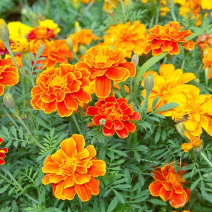 French Marigold Sparky Flower Seeds