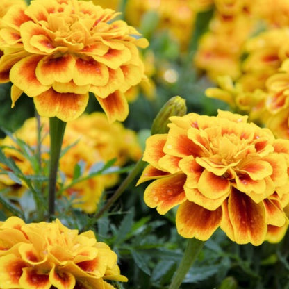 French Marigold Sparky Flower Seeds