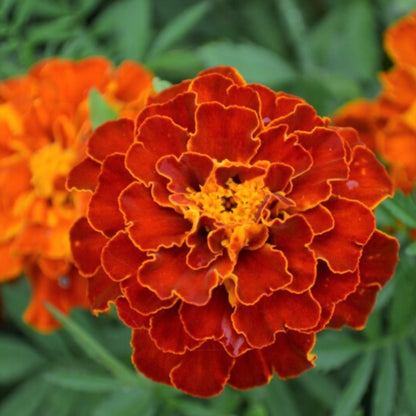 French Marigold Sparky Flower Seeds