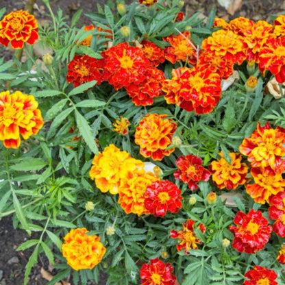 French Marigold Sparky Flower Seeds