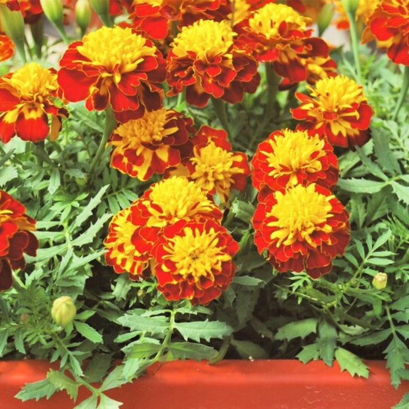 French Marigold Sparky Flower Seeds