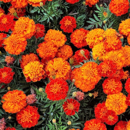 French Marigold Sparky Flower Seeds