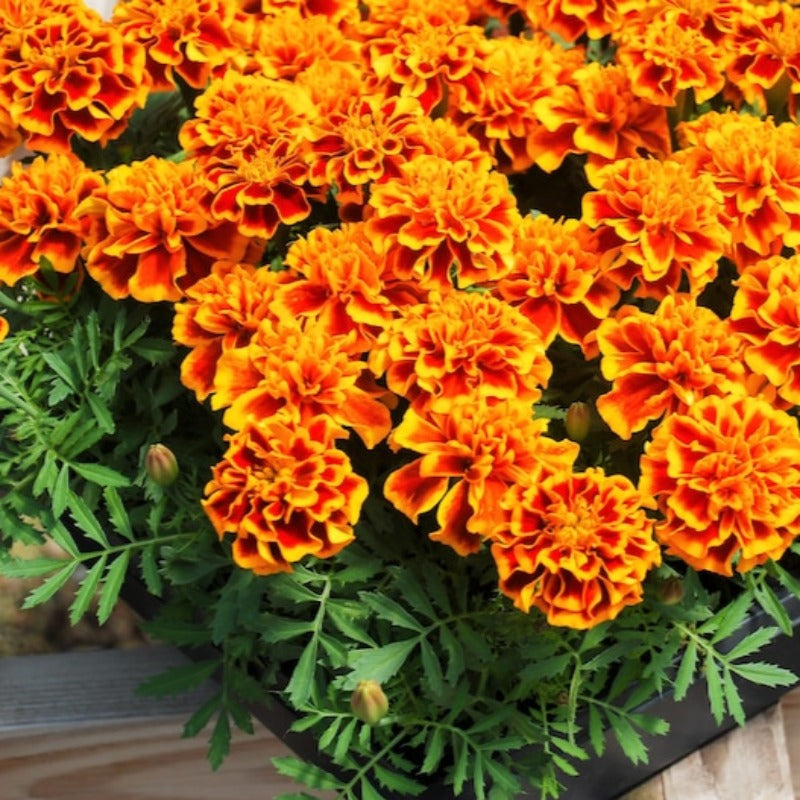 French Marigold Sparky Flower Seeds