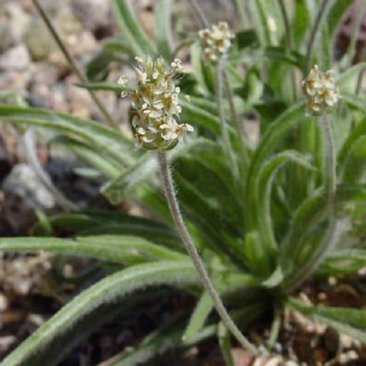 French Psyllium Herb Seeds