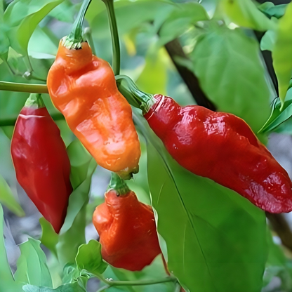 Ghost Pepper Seeds