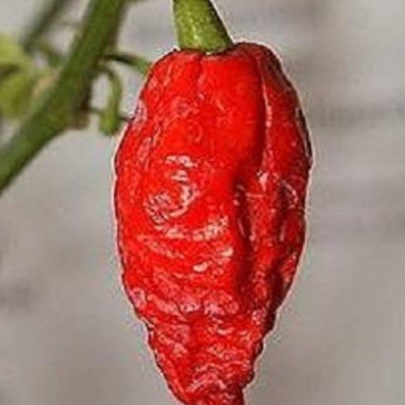 Ghost Pepper Seeds