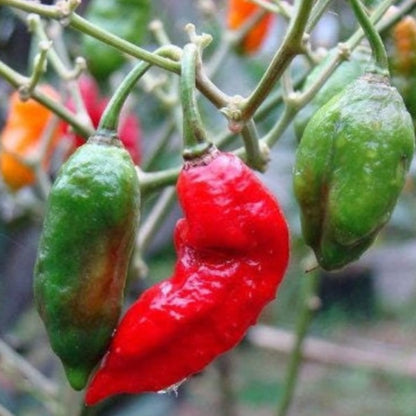 Ghost Pepper Seeds